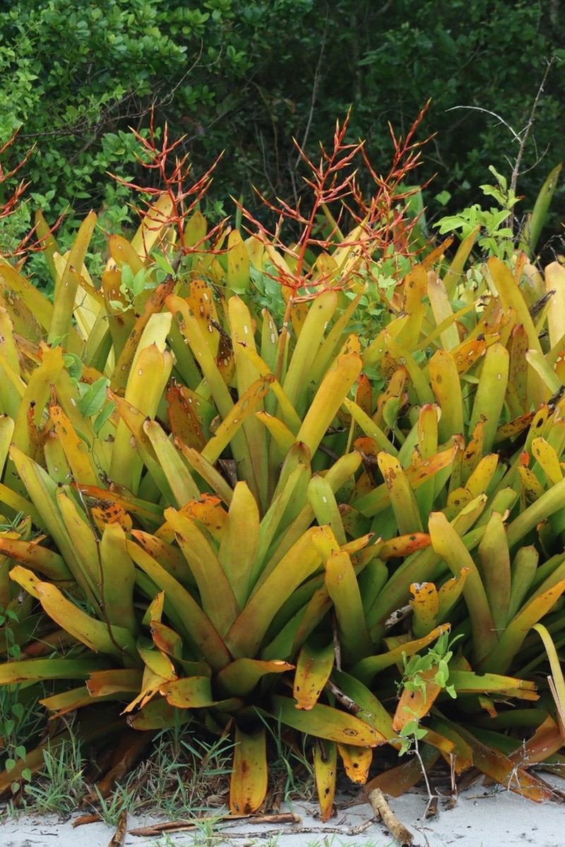 Aechmea blanchetiana photo 8