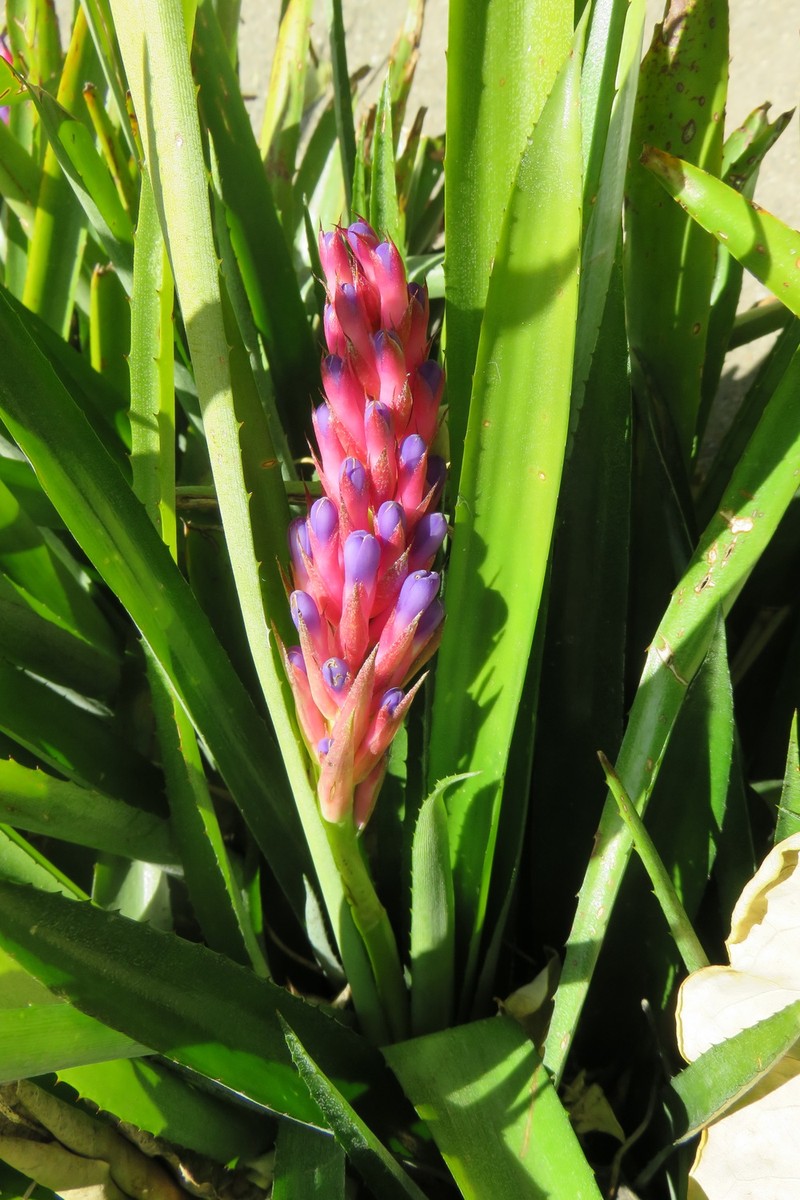 Aechmea blumenavii