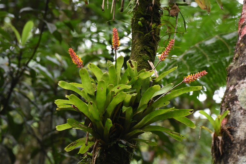 Aechmea blumenavii photo 2