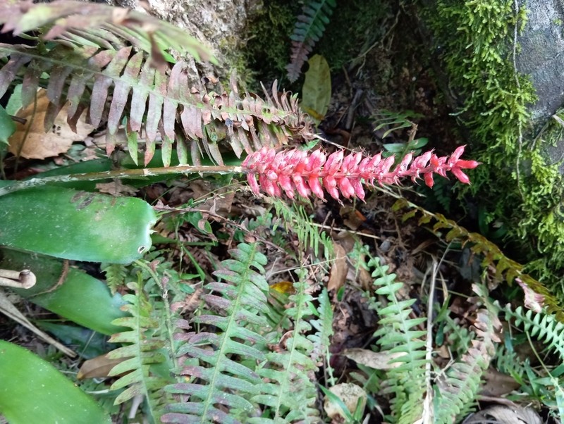 Aechmea blumenavii photo 3