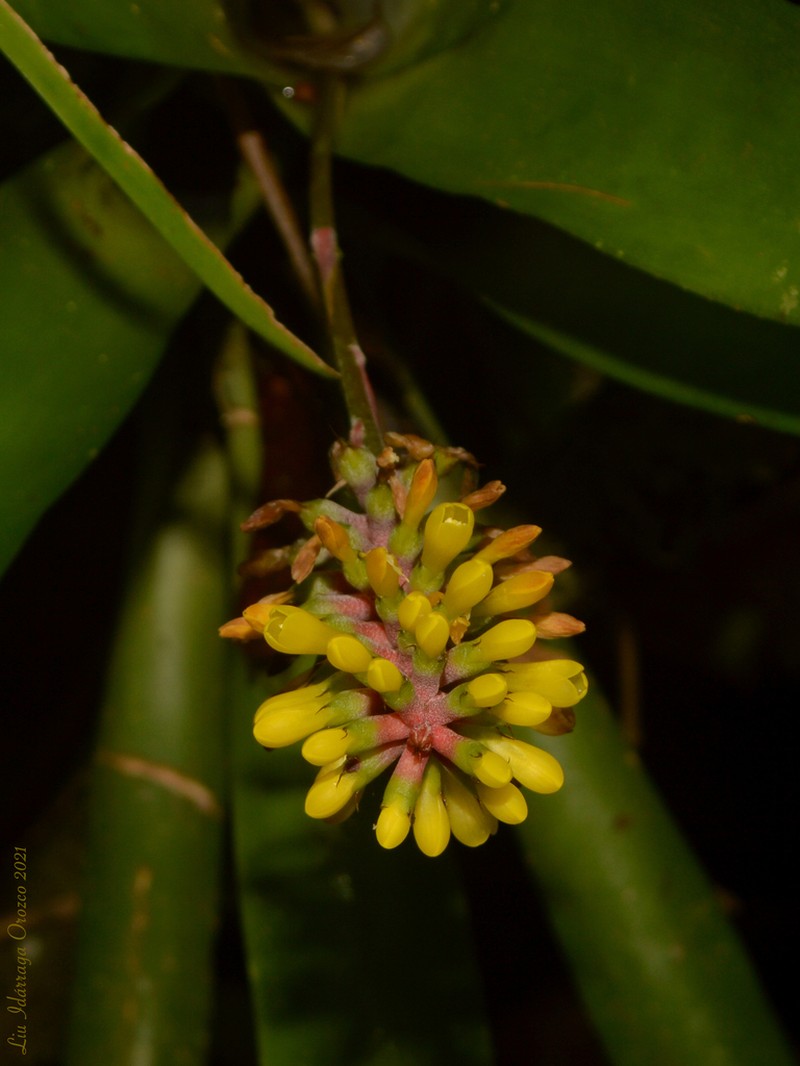 Aechmea blumenavii photo 5