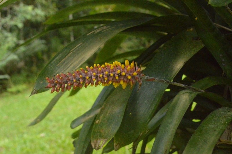 Aechmea blumenavii photo 6