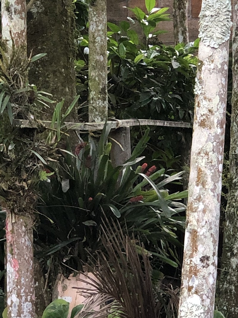 Aechmea blumenavii photo 8