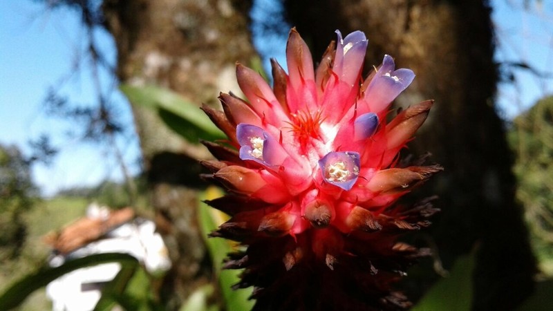 Aechmea bocainensis photo 2