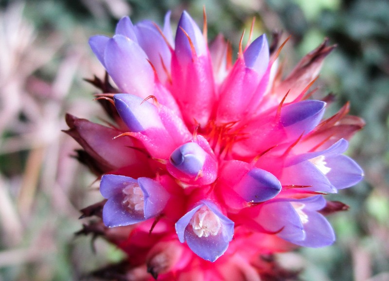 Aechmea bocainensis photo 3
