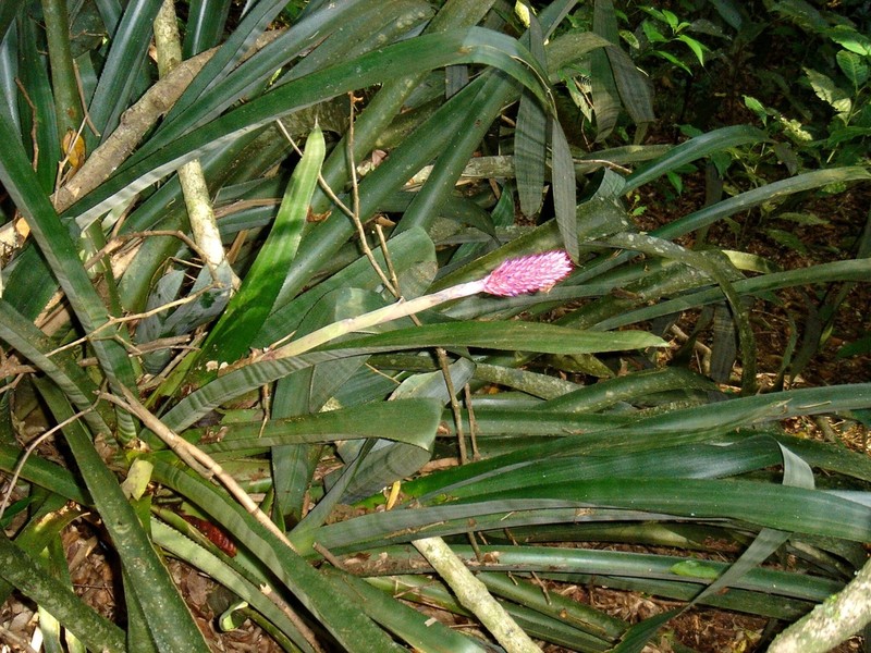Aechmea bocainensis photo 4