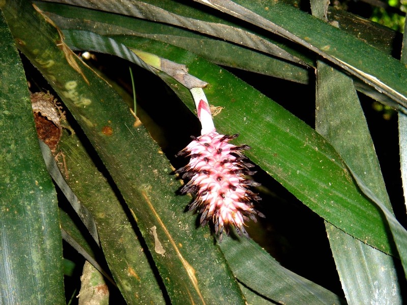 Aechmea bocainensis photo 5