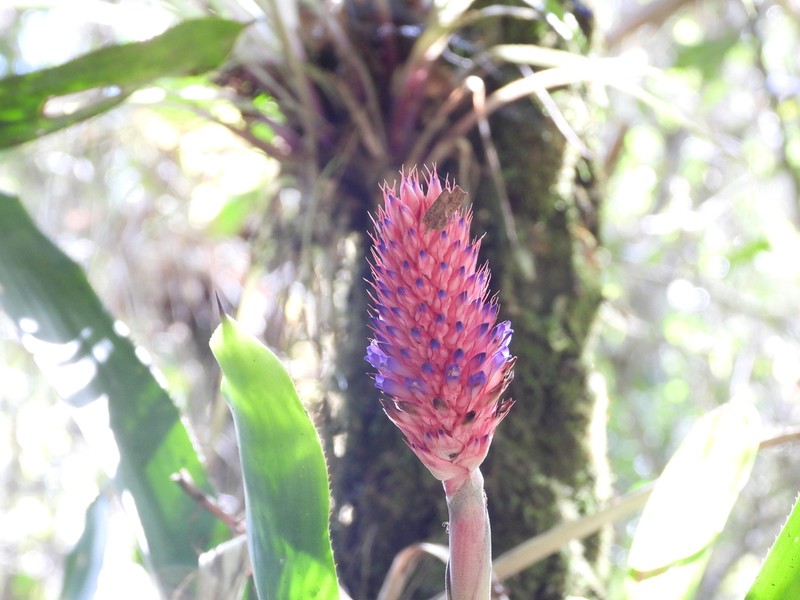 Aechmea bocainensis photo 6
