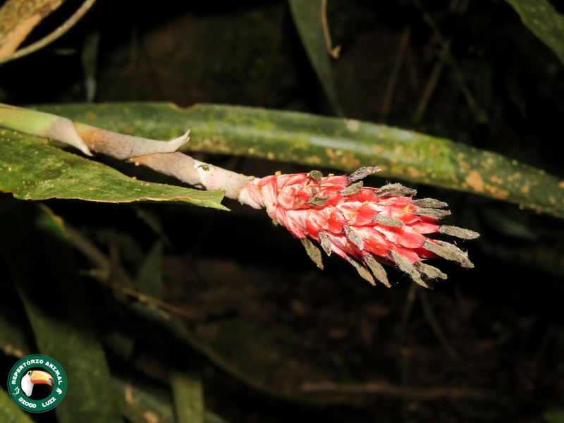 Aechmea bocainensis photo 7