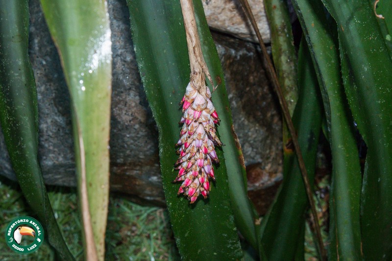 Aechmea bocainensis photo 8