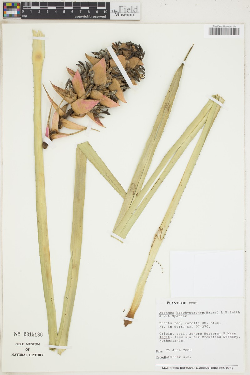 Aechmea brachystachys photo 2