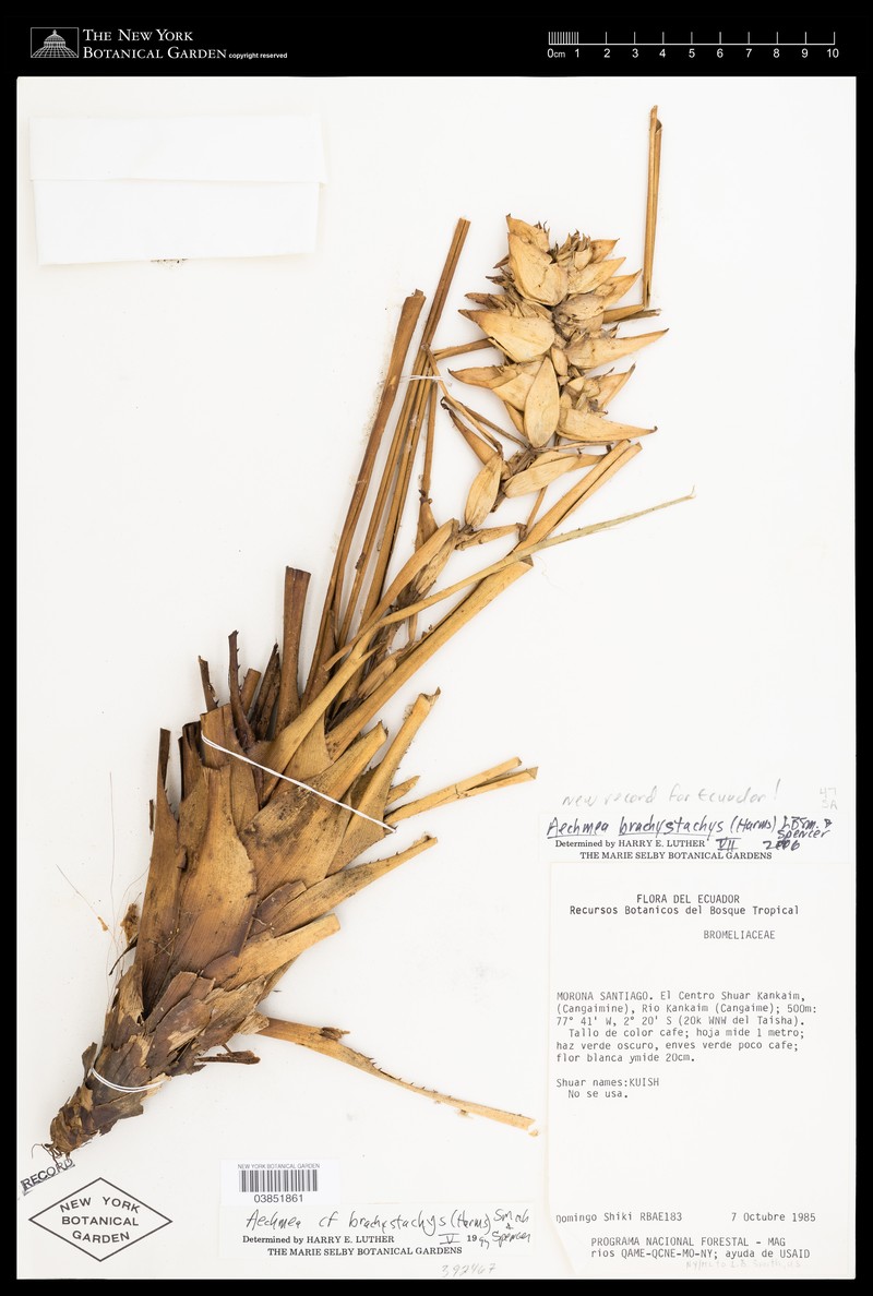 Aechmea brachystachys photo 3