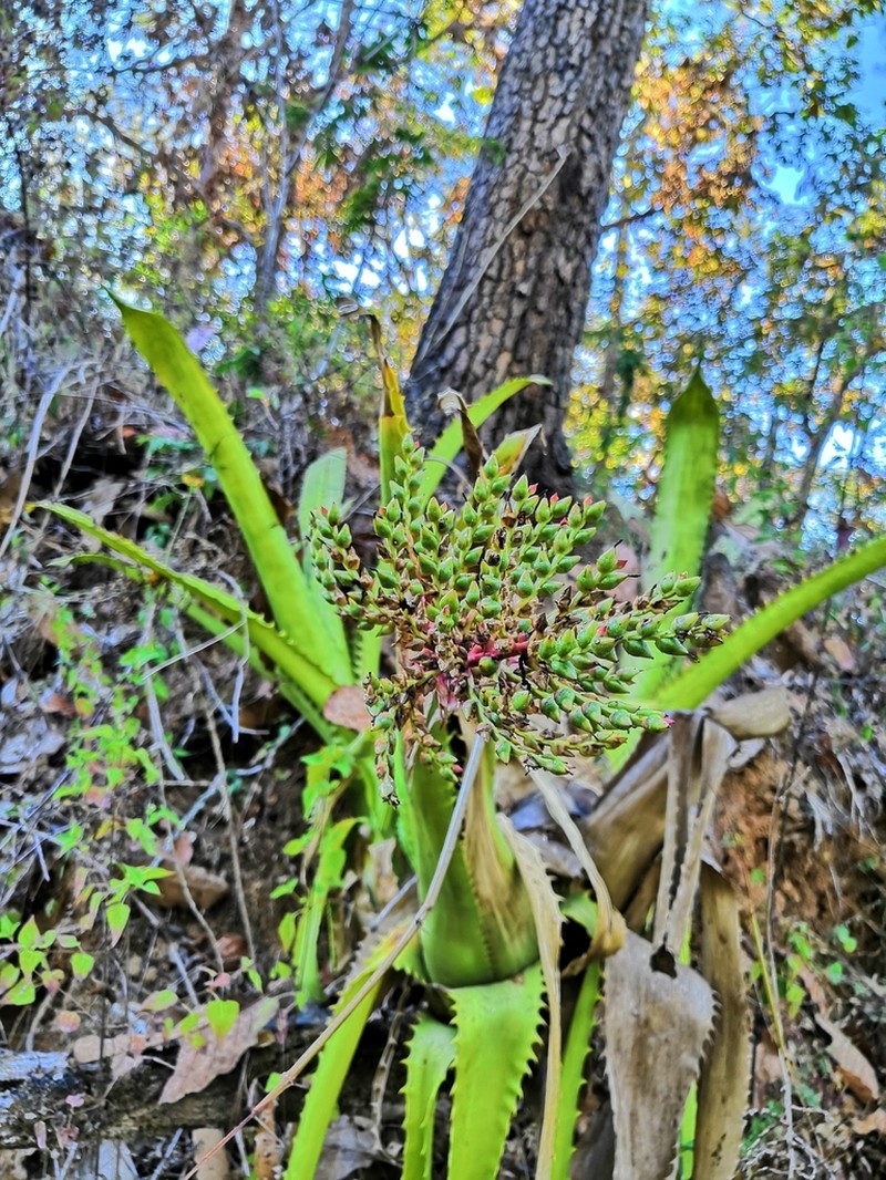 Aechmea bracteata photo 3