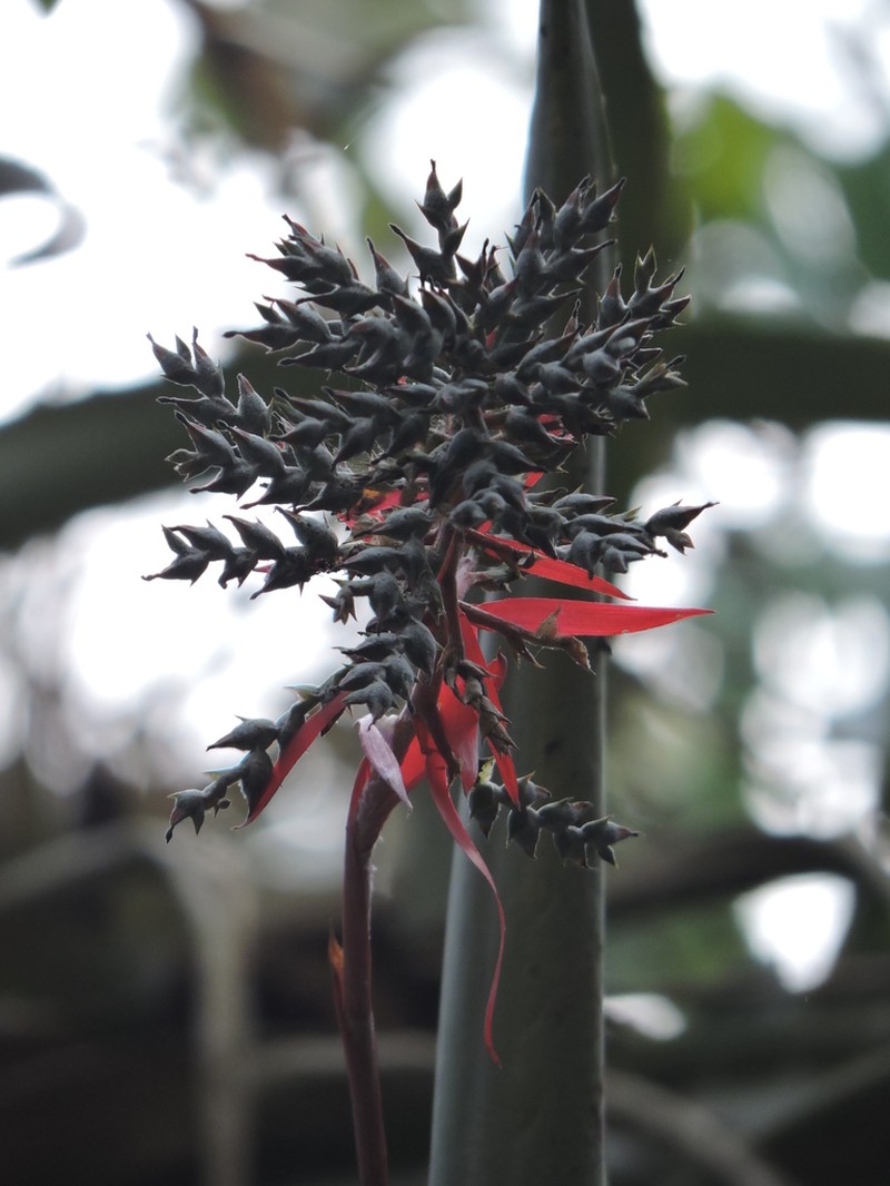 Aechmea bracteata photo 4