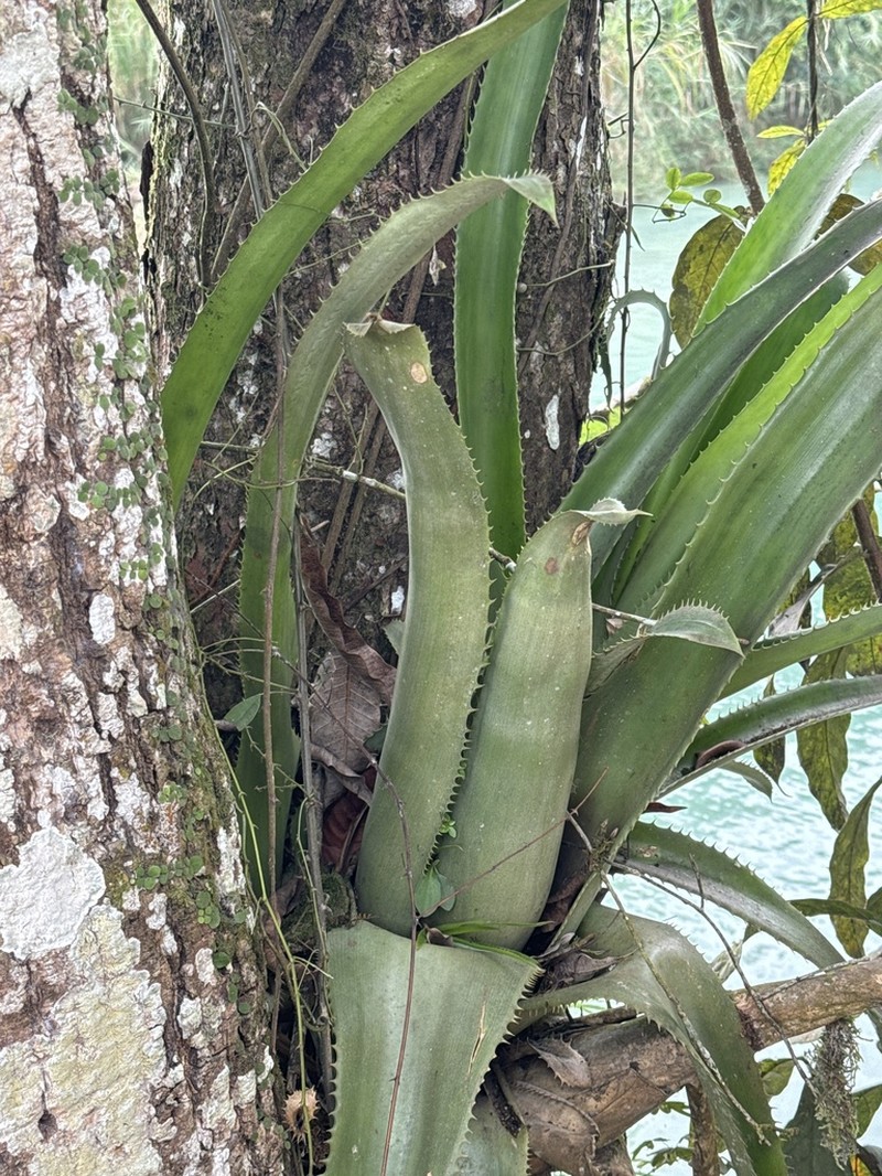 Aechmea bracteata photo 6