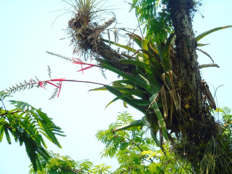 Aechmea bracteata photo 7