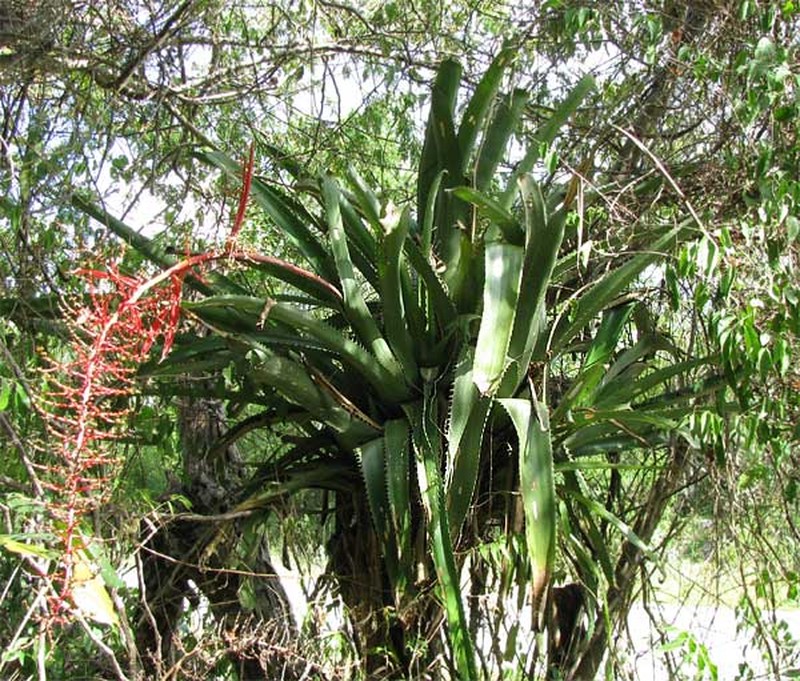 Aechmea bracteata