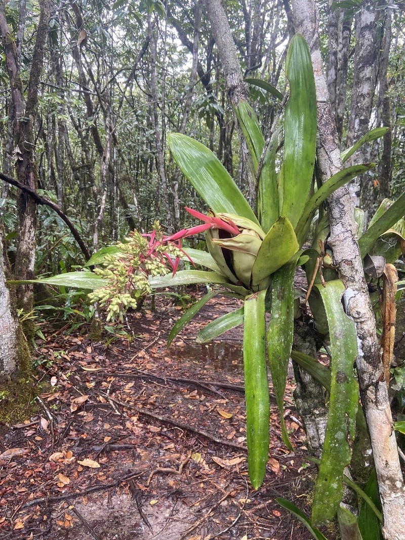 Aechmea brassicoides