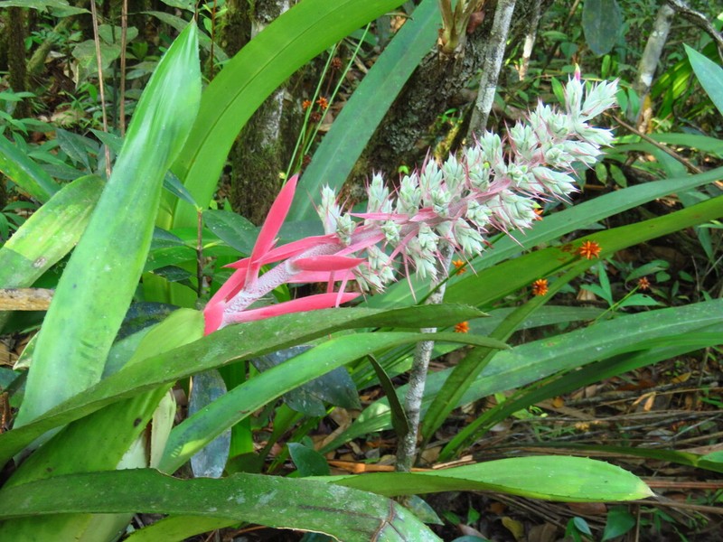Aechmea brassicoides photo 2