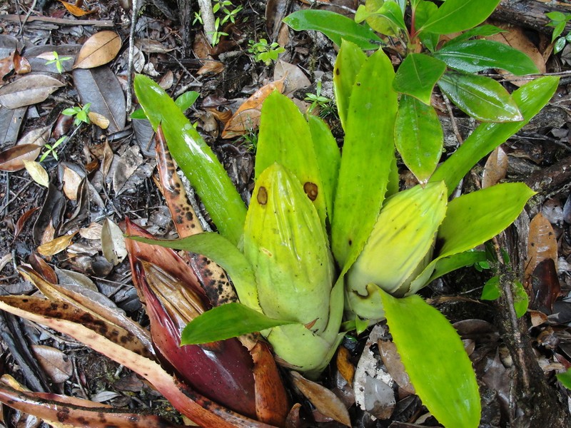 Aechmea brassicoides photo 3