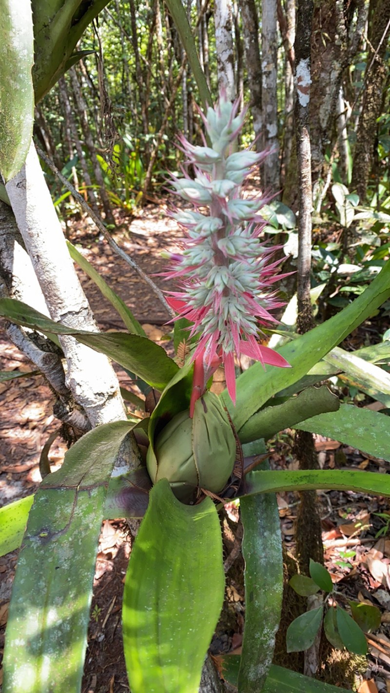 Aechmea brassicoides photo 4