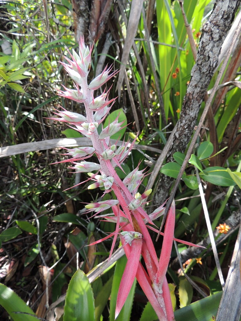 Aechmea brassicoides photo 5