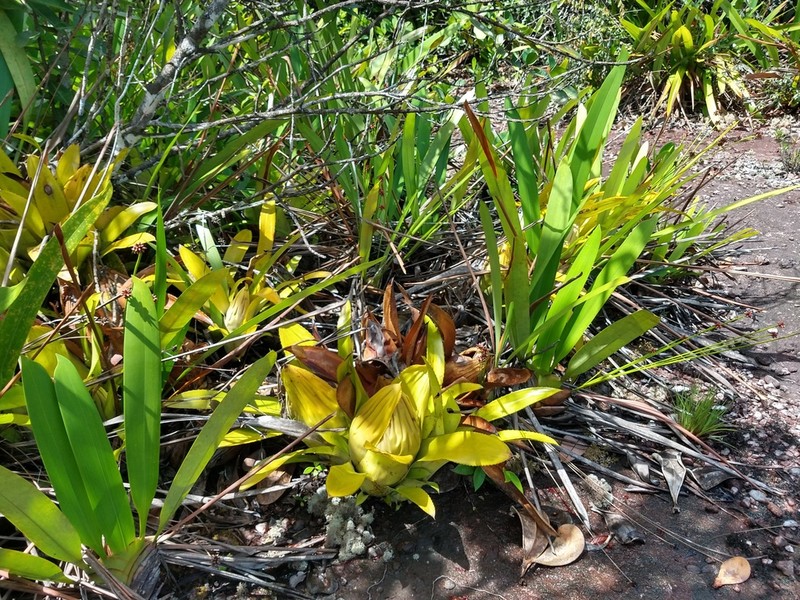 Aechmea brassicoides photo 6