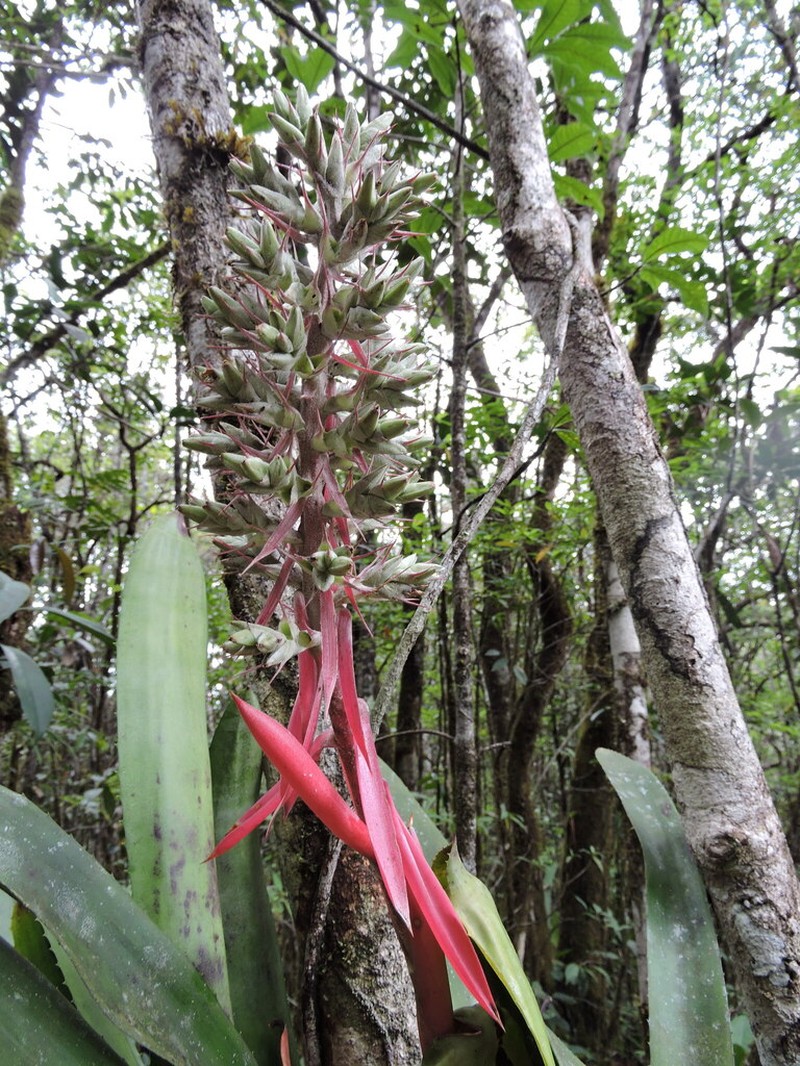 Aechmea brassicoides photo 7