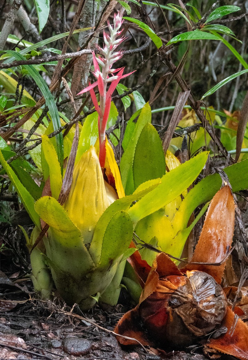 Aechmea brassicoides photo 8
