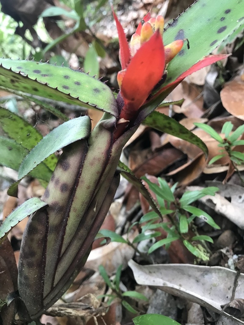 Aechmea brevicollis photo 2