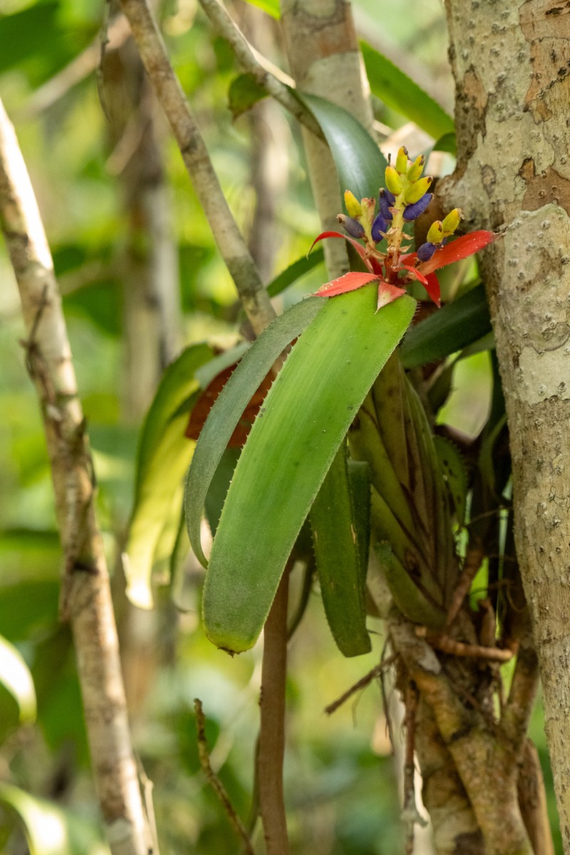 Aechmea brevicollis photo 3