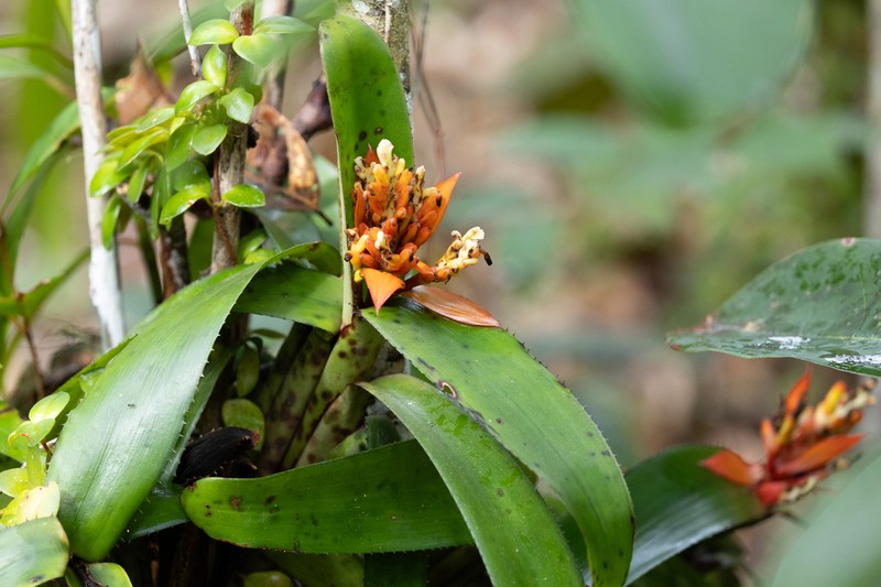 Aechmea brevicollis photo 4