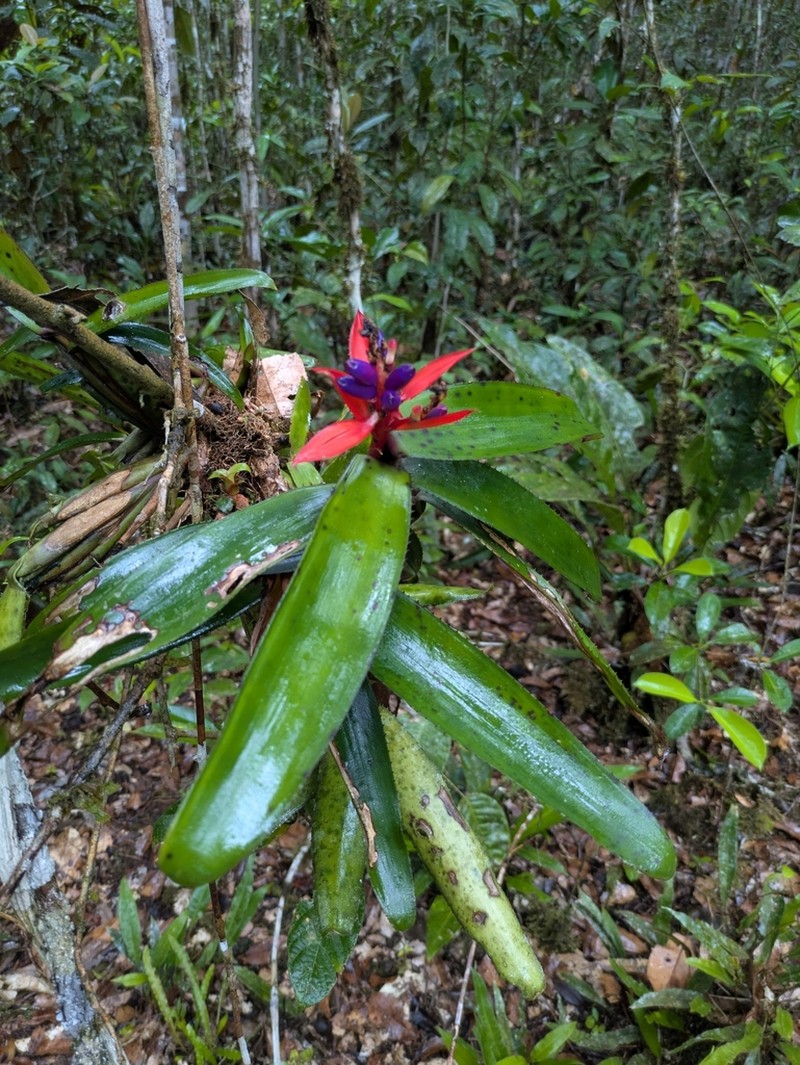 Aechmea brevicollis photo 5
