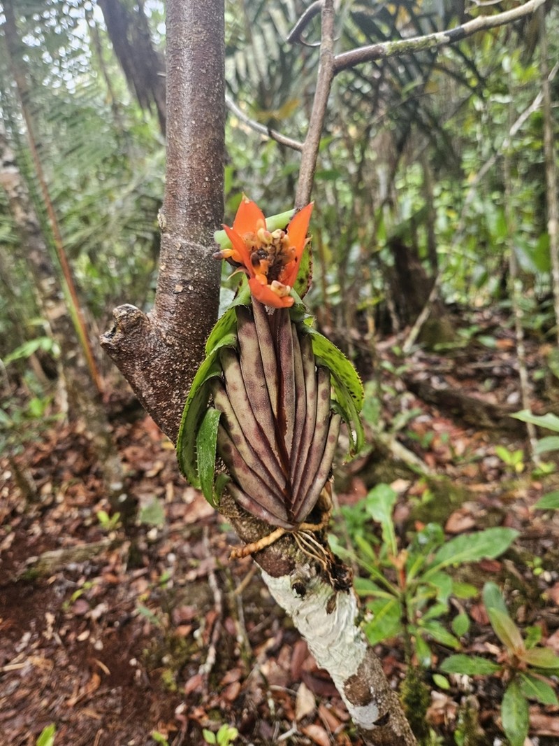 Aechmea brevicollis photo 6