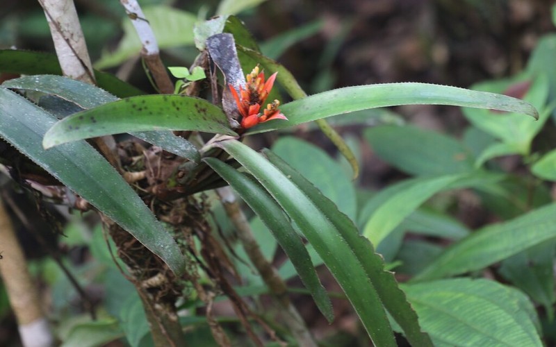 Aechmea brevicollis photo 7