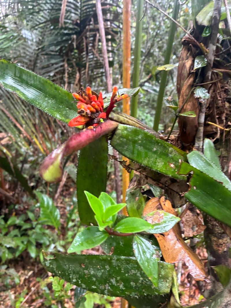 Aechmea brevicollis photo 8