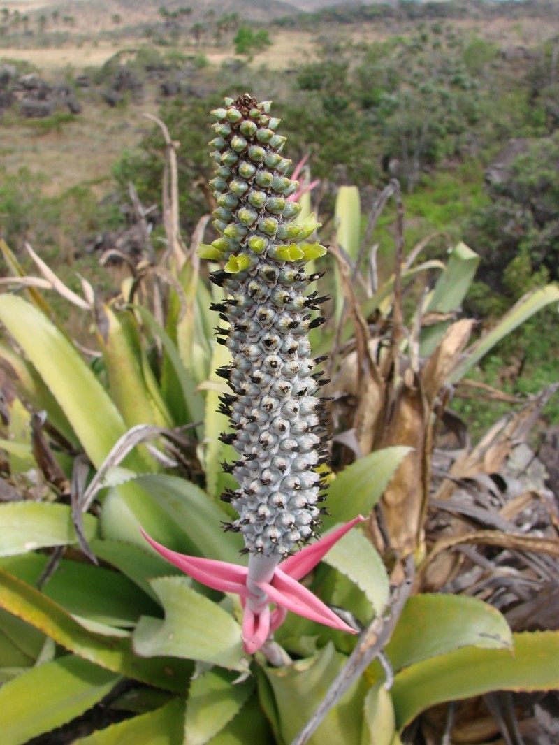 Aechmea bromeliifolia