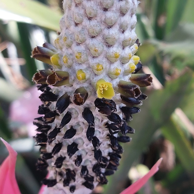 Aechmea bromeliifolia photo 2