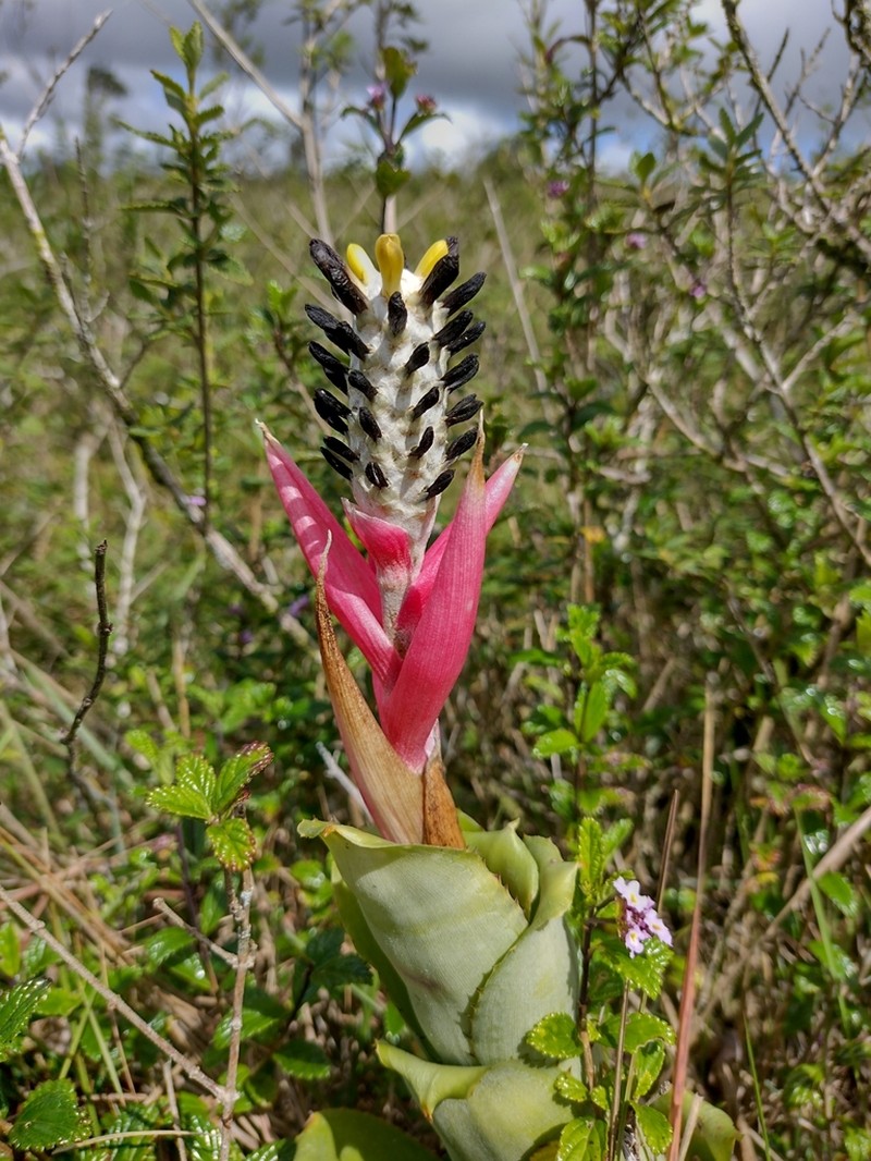 Aechmea bromeliifolia photo 3