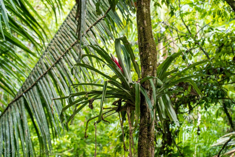 Aechmea bromeliifolia photo 4