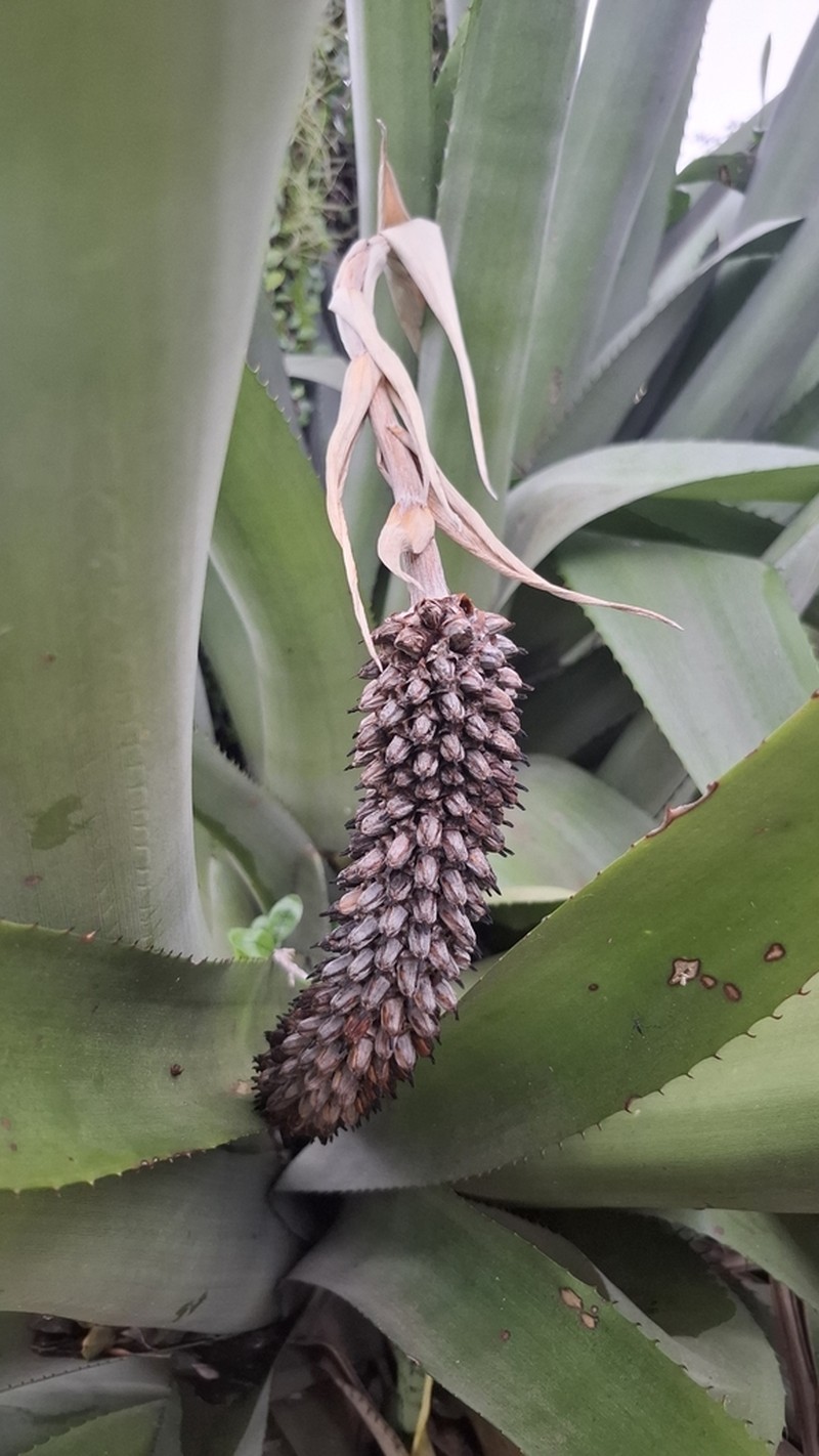 Aechmea bromeliifolia photo 5
