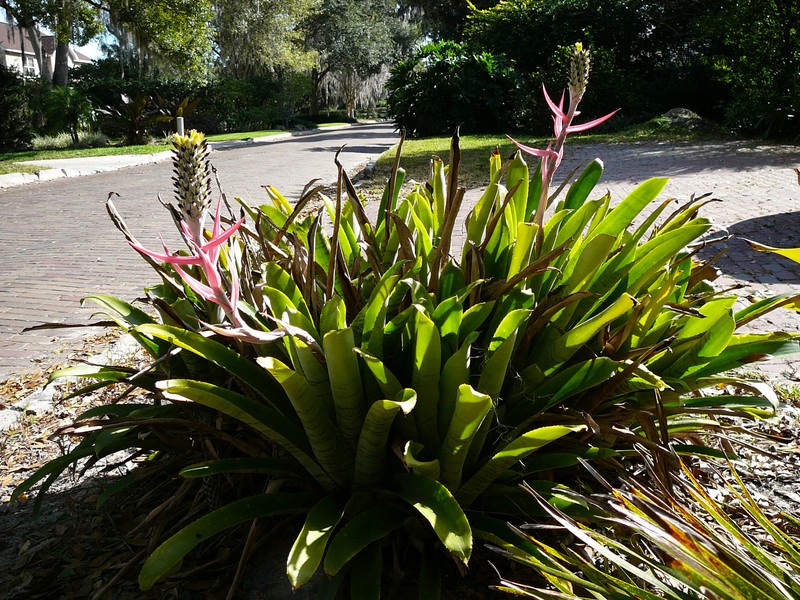 Aechmea bromeliifolia photo 6