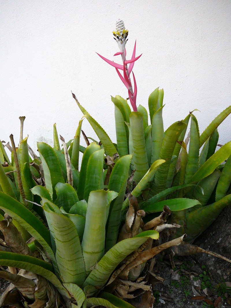 Aechmea bromeliifolia photo 7