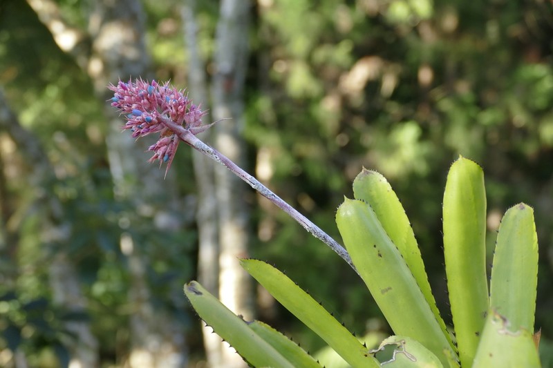 Aechmea caesia photo 2