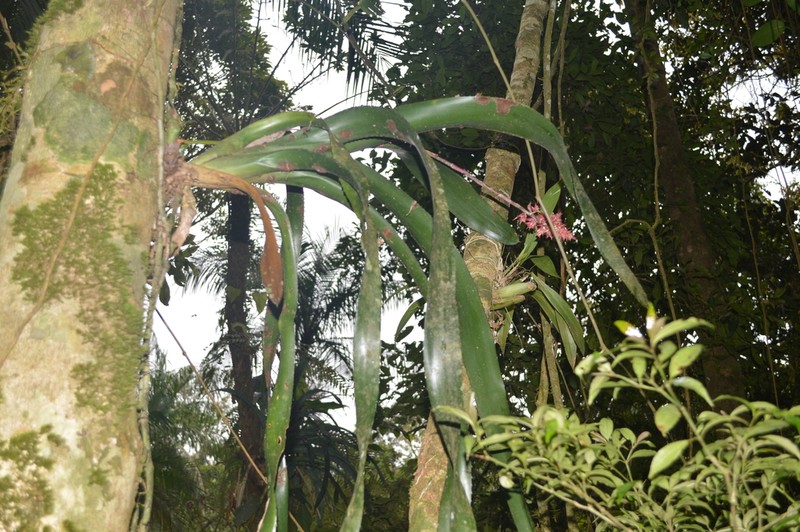 Aechmea caesia photo 3