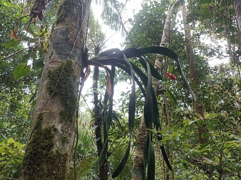 Aechmea caesia photo 4