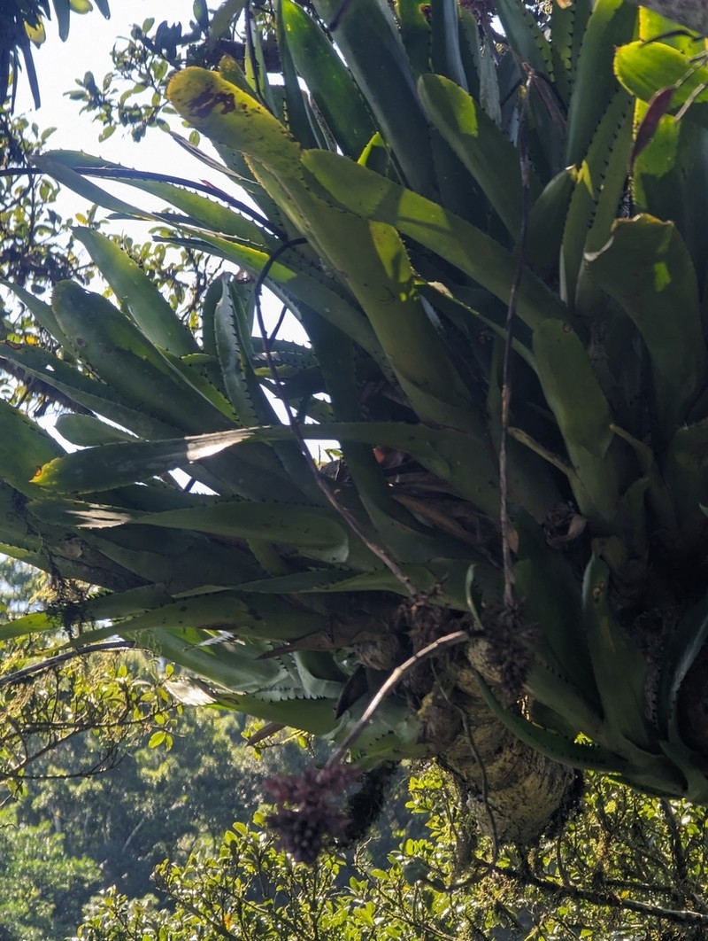 Aechmea caesia photo 5