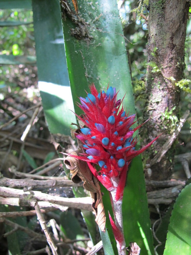 Aechmea caesia photo 6
