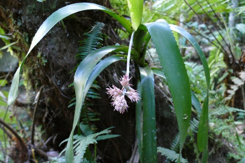 Aechmea caesia photo 7