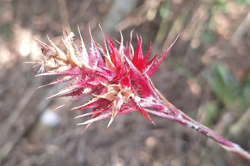 Aechmea caesia photo 8